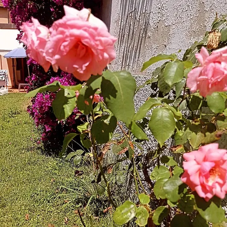 Rosa * Carrara